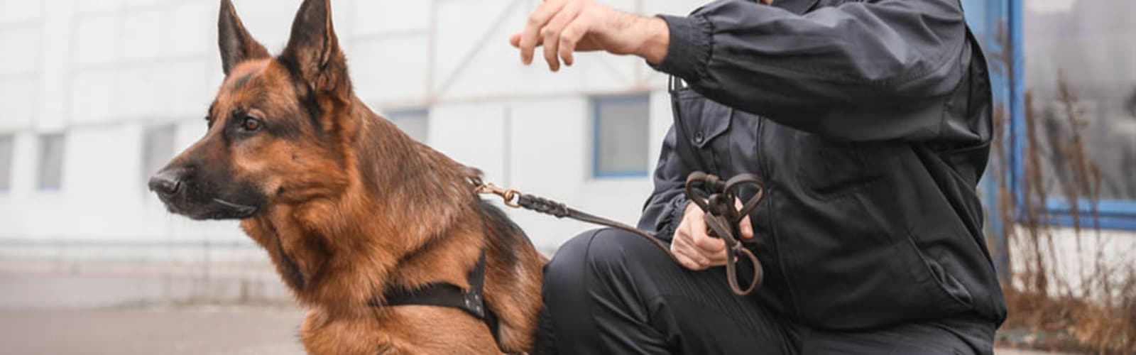 Dog Unit Security
